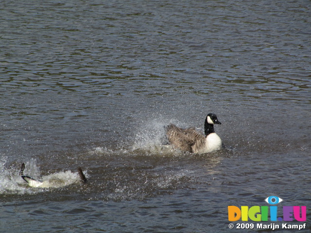 SX03587 Bathing Canada geese (Branta Canadensis)